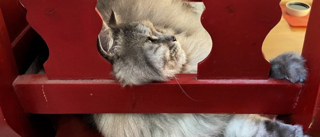 Katze Karo auf der roten Bank