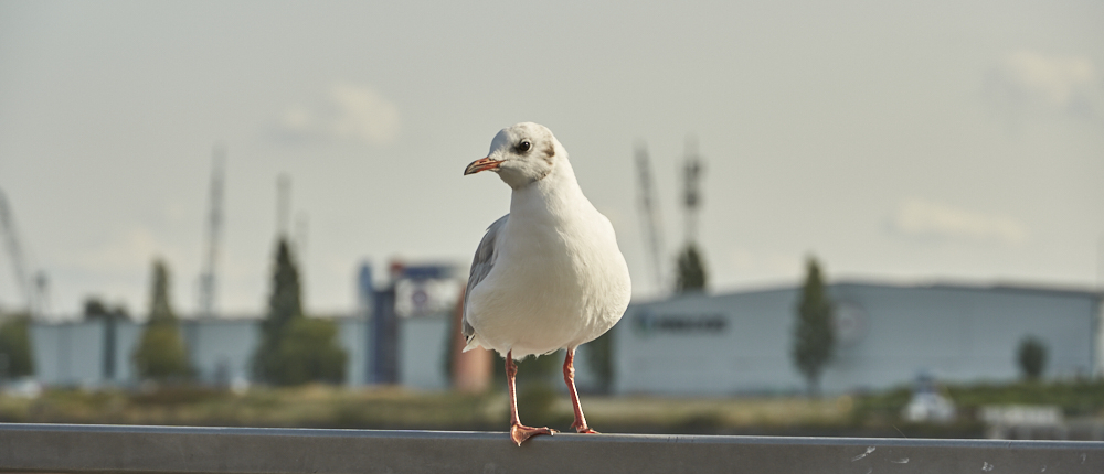 Hamburg