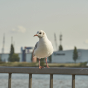 Hamburg