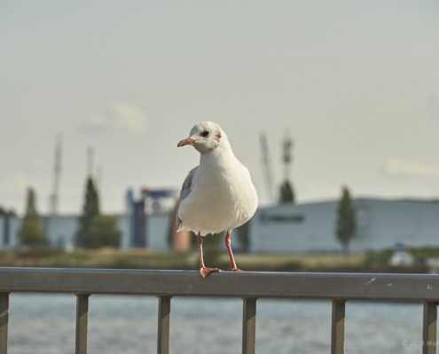 Hamburg