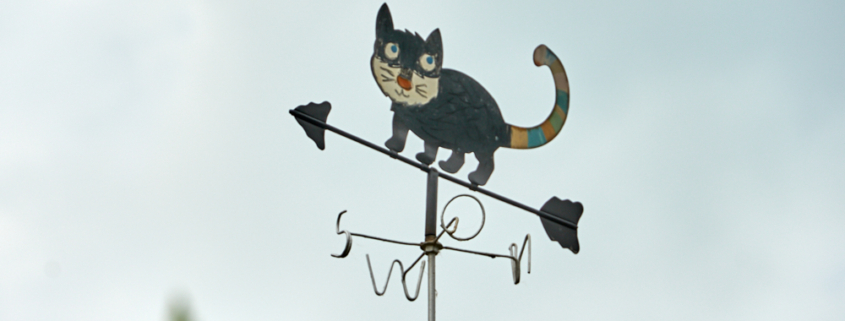 Katzen