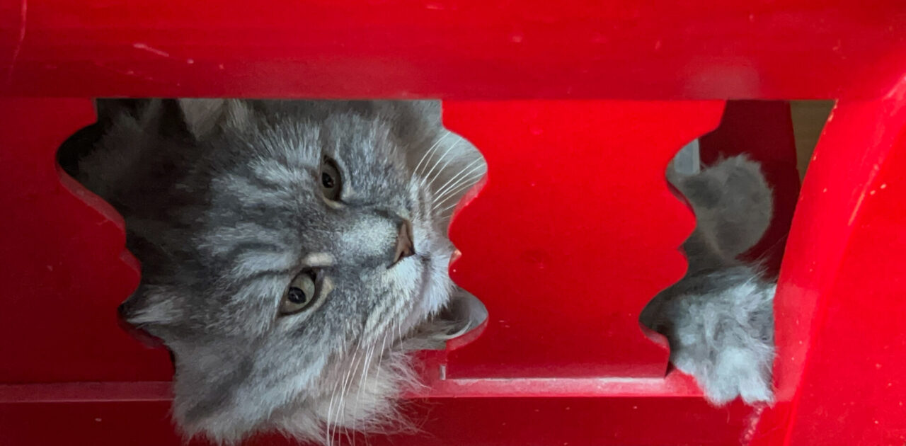 Gebrauchsanweisung KI 2 Katze Karo