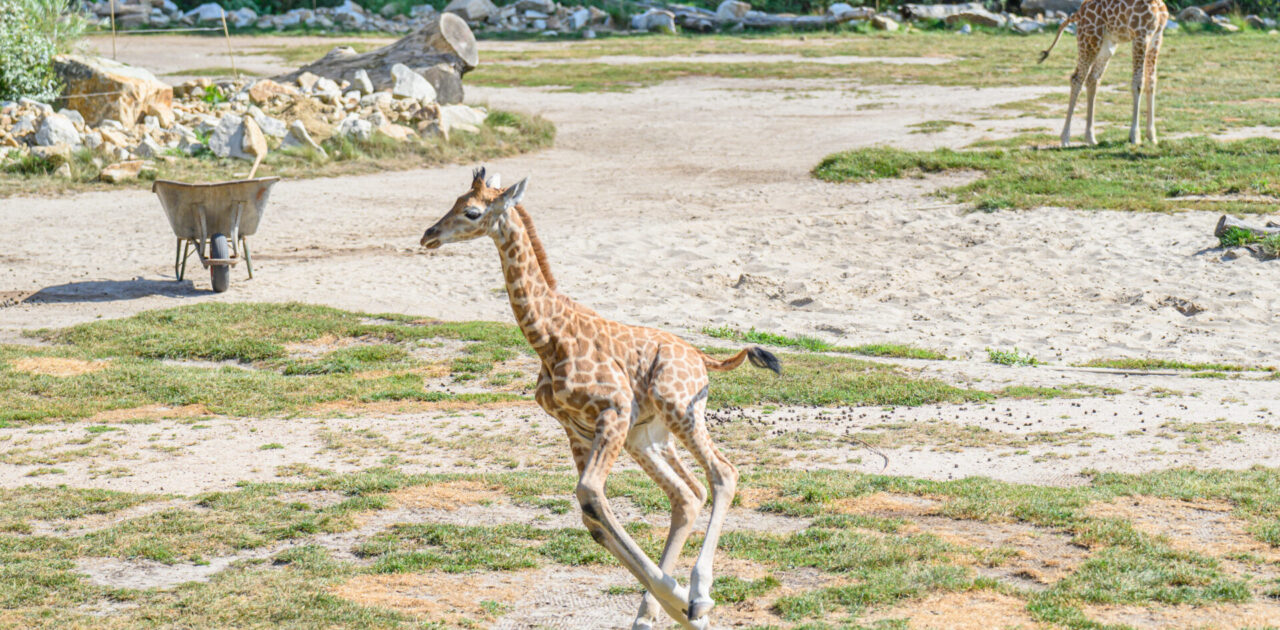 Tierpark Berlin