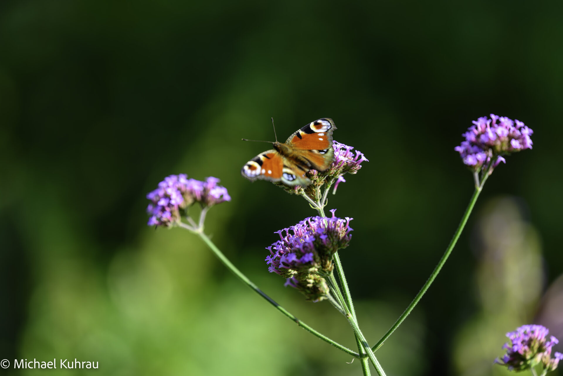 Kosmos im Kleinen