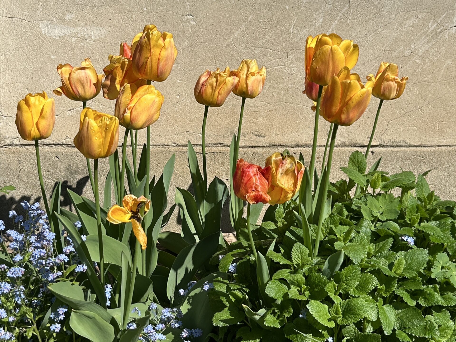 Eine Gruppe von gelben und orangefarbenen Tulpen mit grünen Blättern im Garten.