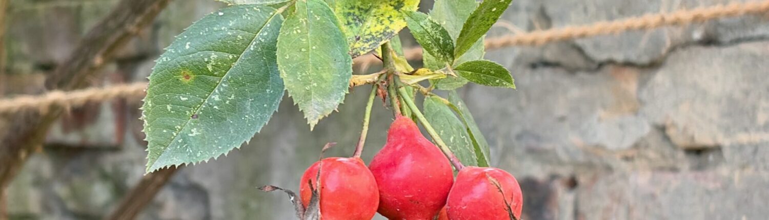 Drei rote Hagebutten hängen an einem Zweig mit grünen Blättern vor einer Steinmauer.