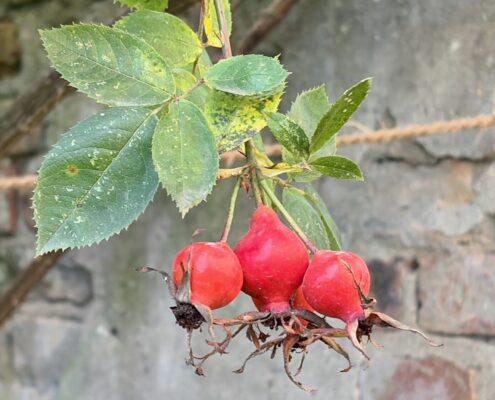 Drei rote Hagebutten hängen an einem Zweig mit grünen Blättern vor einer Steinmauer.