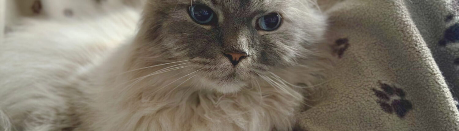 Eine graue Katze mit blauen Augen liegt entspannt auf einer Decke mit Pfotenmuster.