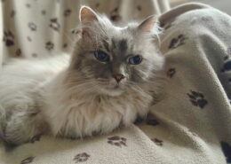 Das ist kein Fehler 3 Eine graue Katze mit blauen Augen liegt entspannt auf einer Decke mit Pfotenmuster.