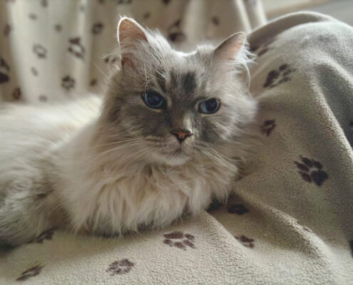 Eine graue Katze mit blauen Augen liegt entspannt auf einer Decke mit Pfotenmuster.