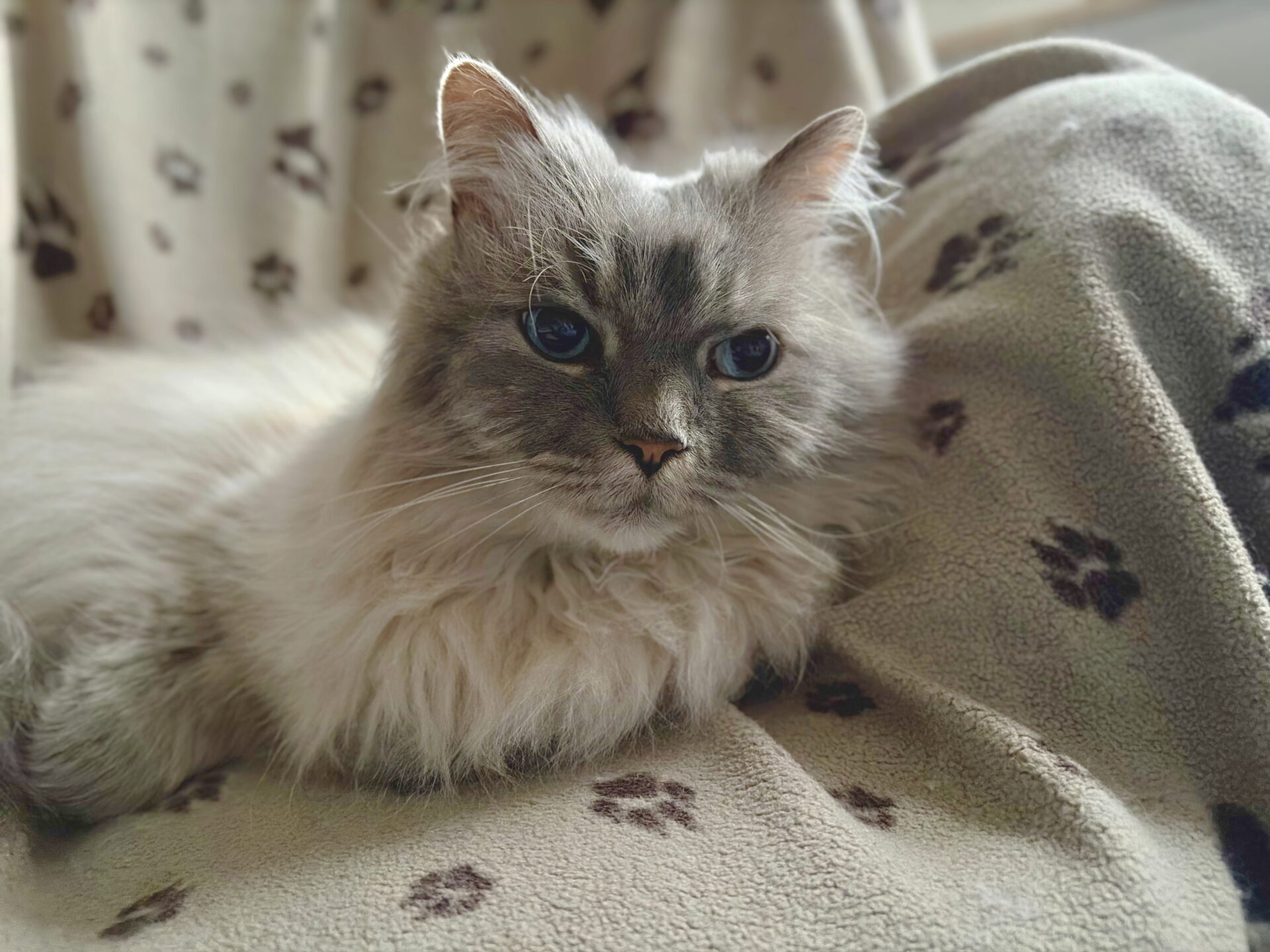 Eine graue Katze mit blauen Augen liegt entspannt auf einer Decke mit Pfotenmuster.