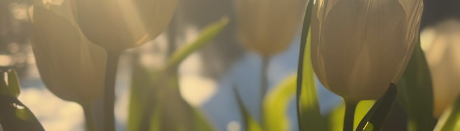 Weiße Tulpen mit grünen Blättern im Sonnenlicht, das sanft durch die Blütenblätter scheint.