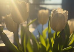 Ich habe Angst vor dem Ende der Demokratie! 2 Weiße Tulpen mit grünen Blättern im Sonnenlicht, das sanft durch die Blütenblätter scheint.