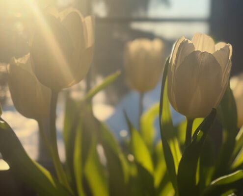 Weiße Tulpen mit grünen Blättern im Sonnenlicht, das sanft durch die Blütenblätter scheint.