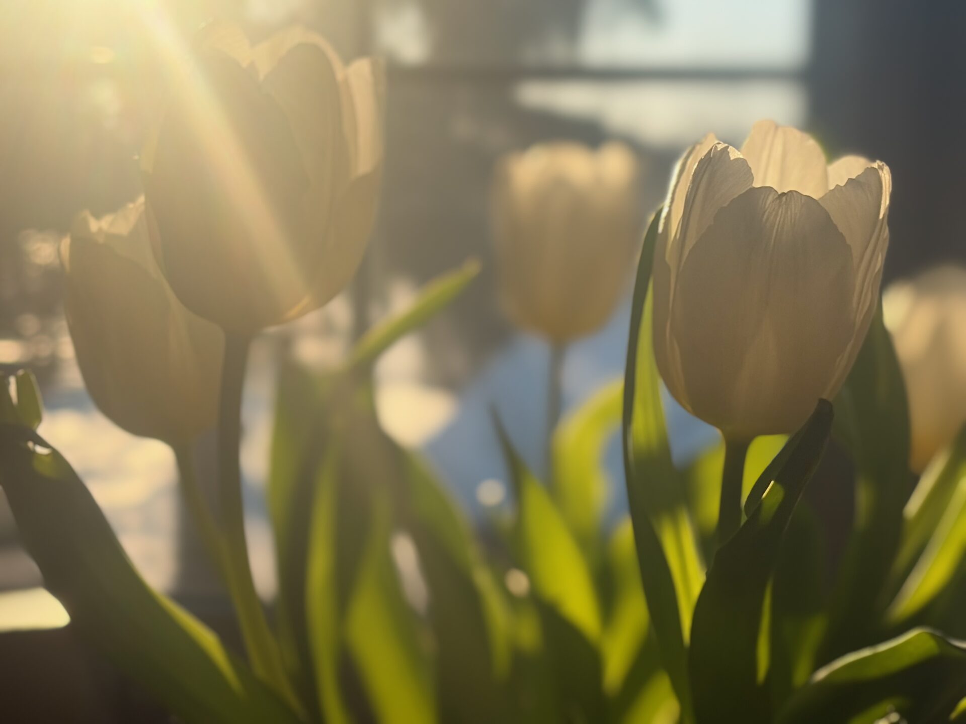 Weiße Tulpen mit grünen Blättern im Sonnenlicht, das sanft durch die Blütenblätter scheint.