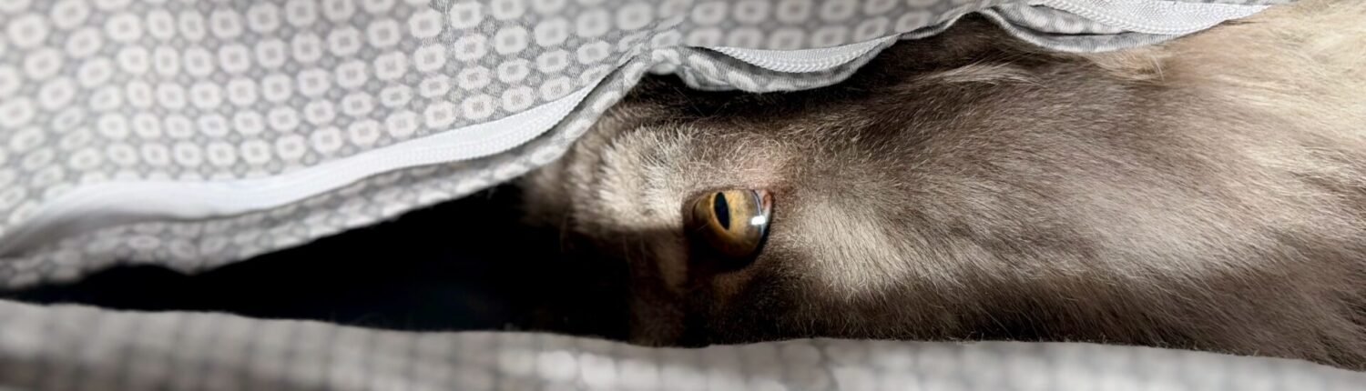 Europa - Lied von Miss Allie ‧ 2025 1 Graue Katze Karo mit gelben Augen.