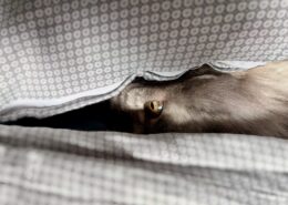 Graue Katze Karo mit gelben Augen.