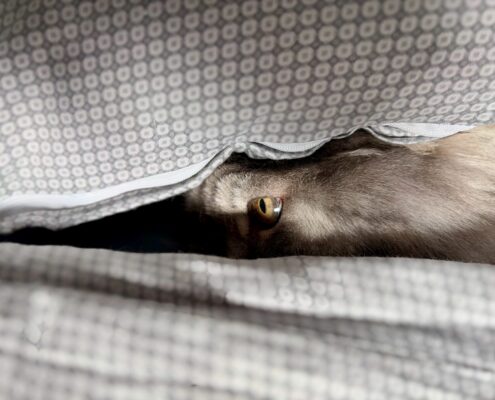 Graue Katze Karo mit gelben Augen.