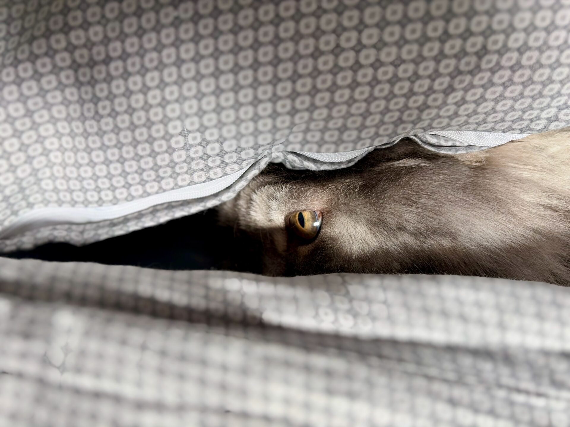 Graue Katze Karo mit gelben Augen.