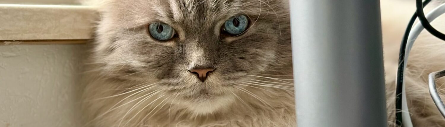 Grauer Kater Socke mit blauen Augen, der entspannt zwischen Kabeln auf der Heizung.