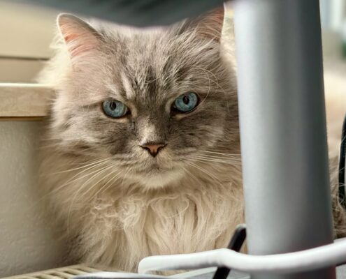 Grauer Kater Socke mit blauen Augen, der entspannt zwischen Kabeln auf der Heizung.