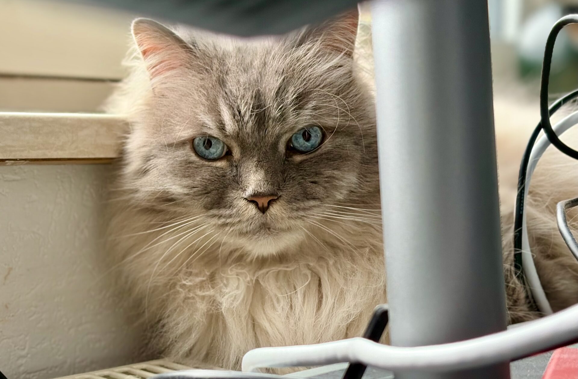 Grauer Kater Socke mit blauen Augen, die entspannt zwischen Kabeln auf der Heizung.