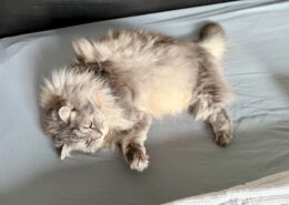 Graue Katze Karo mit flauschigem Fell, die auf einem Bett liegt und entspannt aussieht.