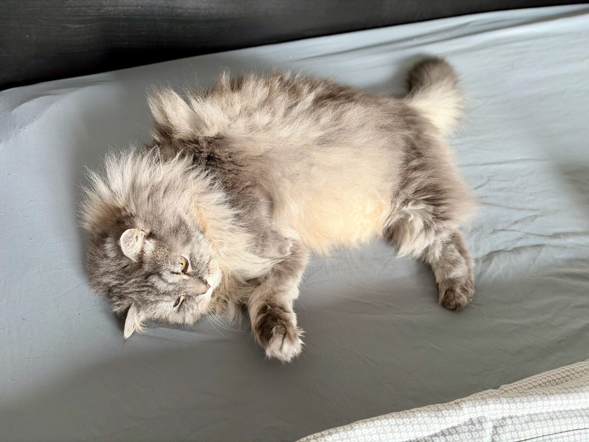 Die Zärtlichkeit einer Katze 1 Graue Katze Karo mit flauschigem Fell, die auf einem Bett liegt und entspannt aussieht.