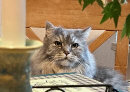 Graue Katze Karo mit langem Fell sitzt auf einem Tisch und schaut direkt in die Kamera. Im Hintergrund sind ein Kerzenhalter und ein Buch sichtbar.