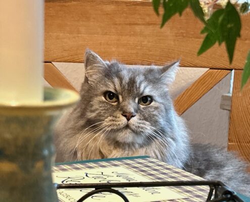 Graue Katze Karo mit langem Fell sitzt auf einem Tisch und schaut direkt in die Kamera. Im Hintergrund sind ein Kerzenhalter und ein Buch sichtbar.
