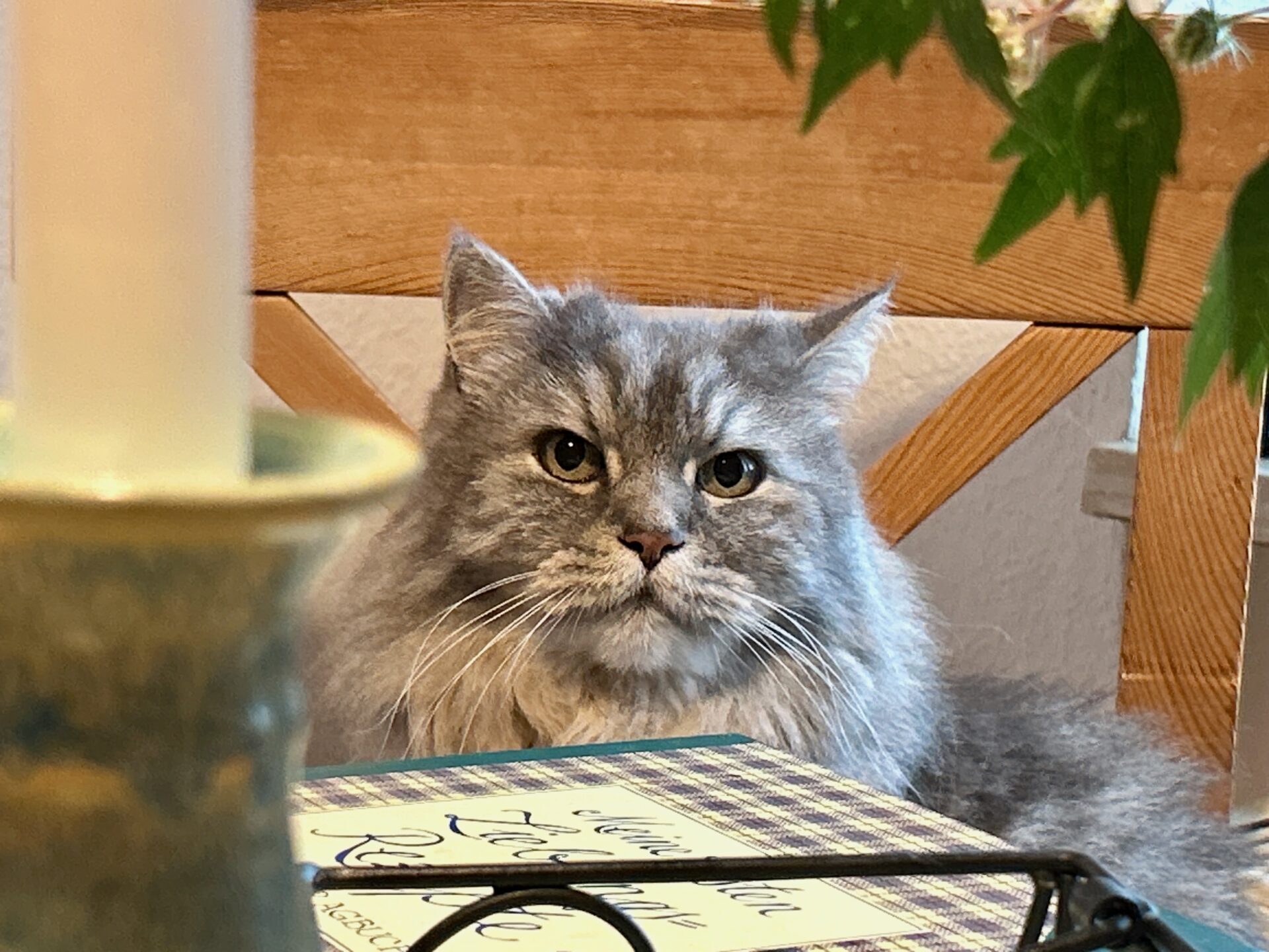 Graue Katze Karo mit langem Fell sitzt auf einem Tisch und schaut direkt in die Kamera. Im Hintergrund sind ein Kerzenhalter und ein Buch sichtbar.