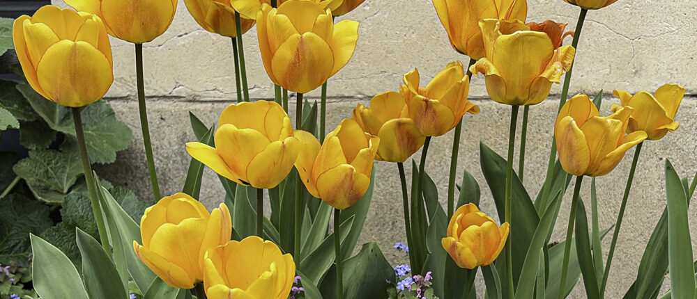Orange-gelbe Tulpen mit grünen Blättern vor einer hellen beigen Steinwand, dazwischen kleine violette und blaue Blüten