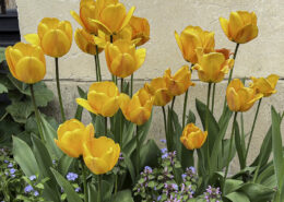 Orange-gelbe Tulpen mit grünen Blättern vor einer hellen beigen Steinwand, dazwischen kleine violette und blaue Blüten