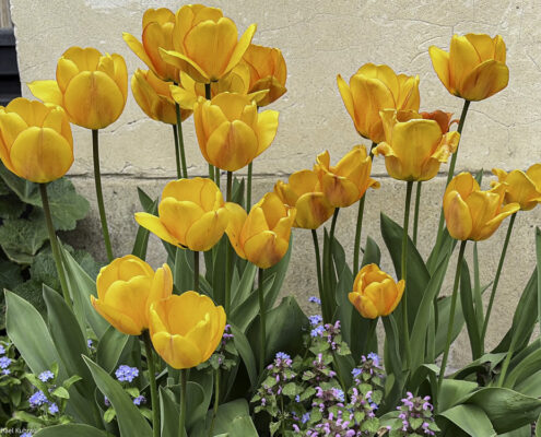 Orange-gelbe Tulpen mit grünen Blättern vor einer hellen beigen Steinwand, dazwischen kleine violette und blaue Blüten