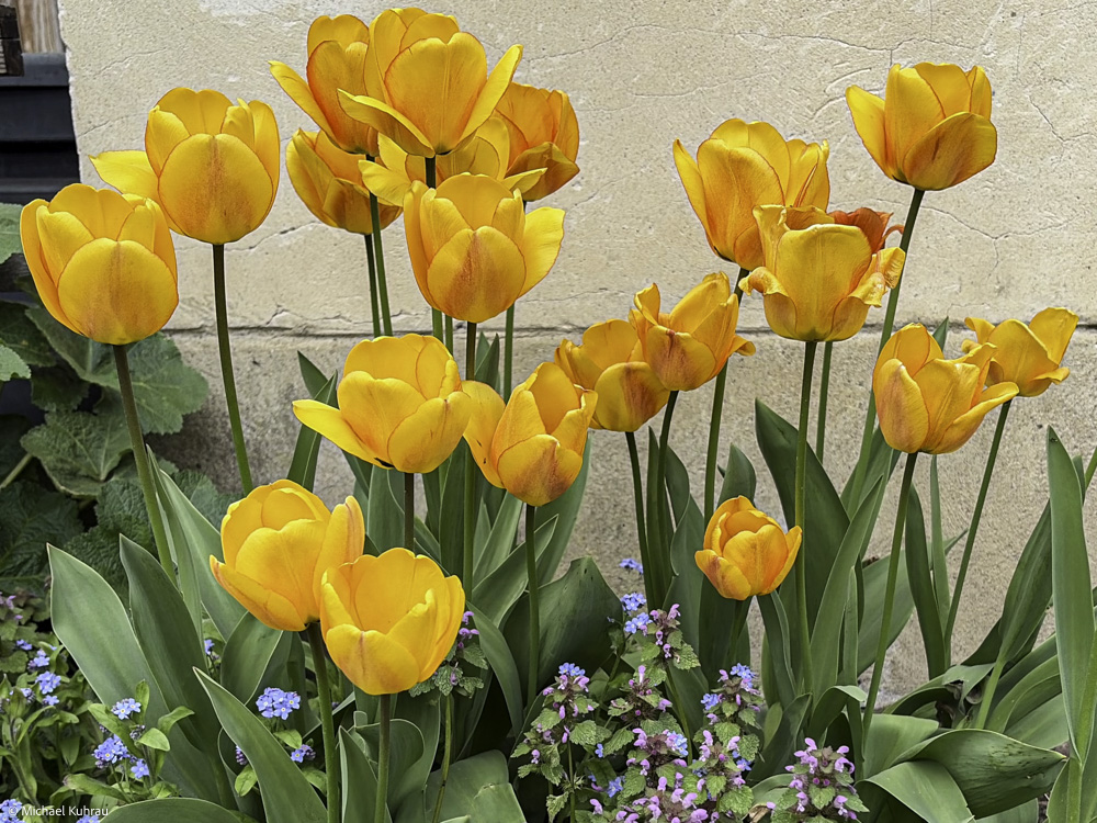 Orange-gelbe Tulpen mit grünen Blättern vor einer hellen beigen Steinwand, dazwischen kleine violette und blaue Blüten