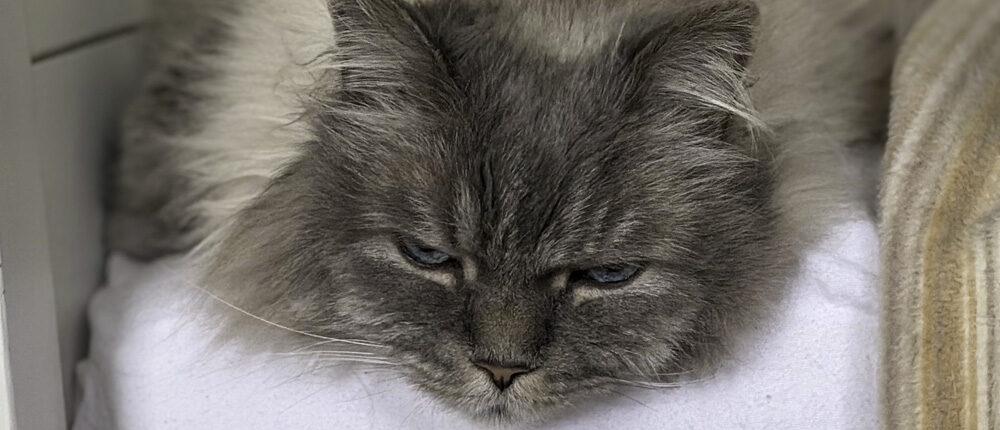 Grau behaarter, flauschiger Kater mit halb geschlossenen Augen ruht zusammengerollt auf einer hellen Decke; ruhiger Gesichtsausdruck.