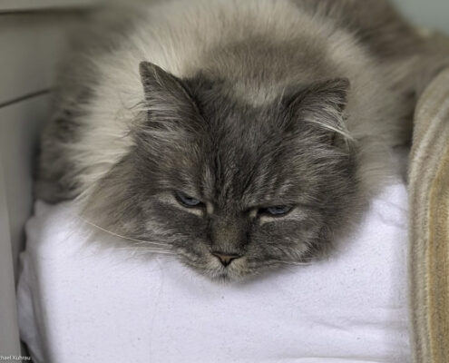 Grau behaarter, flauschiger Kater mit halb geschlossenen Augen ruht zusammengerollt auf einer hellen Decke; ruhiger Gesichtsausdruck.
