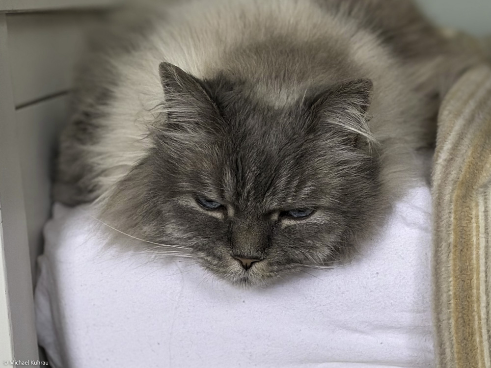 Grau behaarter, flauschiger Kater mit halb geschlossenen Augen ruht zusammengerollt auf einer hellen Decke; ruhiger Gesichtsausdruck.