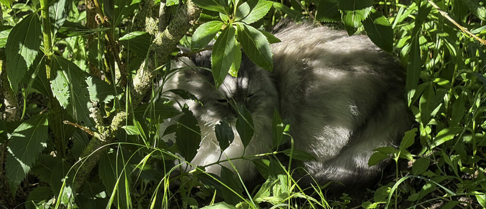 Unsere hellgraue Katze karo kauert im dichten Gartenlaub und blickt halb verborgen zwischen grünen Blättern und Zweigen im warmen Sonnenlicht hervor.