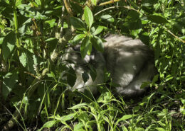 41 Grad erwartet, ein neuer Rekord der Hitzewelle 2 Unsere hellgraue Katze karo kauert im dichten Gartenlaub und blickt halb verborgen zwischen grünen Blättern und Zweigen im warmen Sonnenlicht hervor.