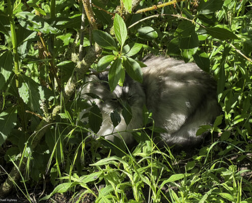 41 Grad erwartet, ein neuer Rekord der Hitzewelle 1 Unsere hellgraue Katze karo kauert im dichten Gartenlaub und blickt halb verborgen zwischen grünen Blättern und Zweigen im warmen Sonnenlicht hervor.