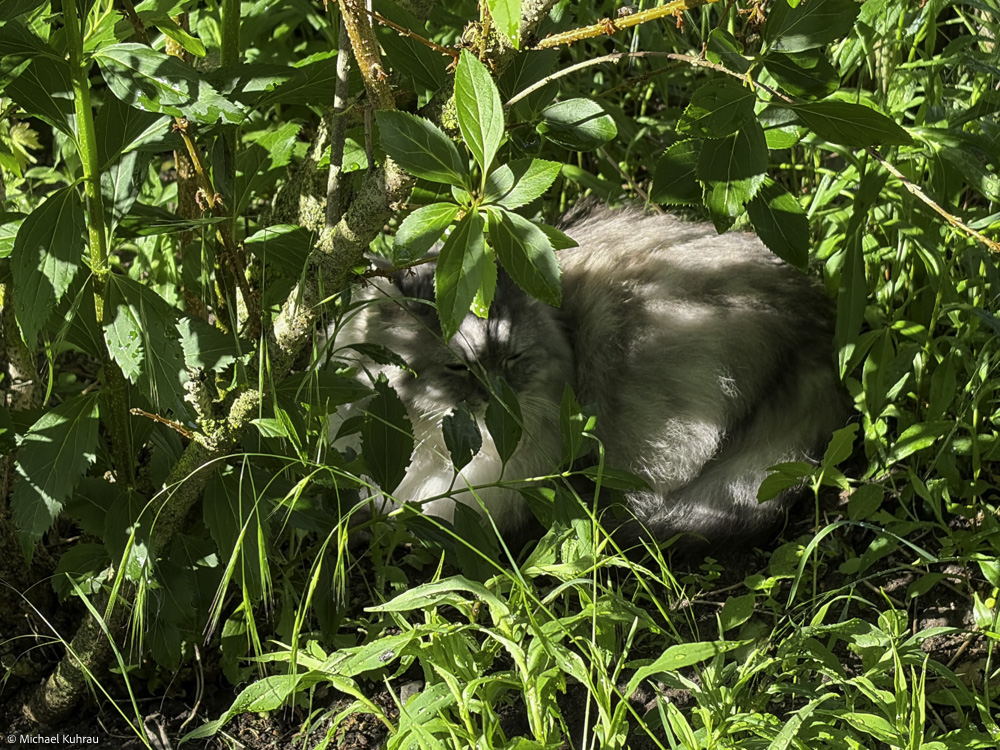 Unsere hellgraue Katze karo kauert im dichten Gartenlaub und blickt halb verborgen zwischen grünen Blättern und Zweigen im warmen Sonnenlicht hervor.
