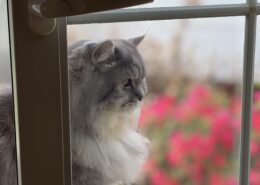 Eine graue Langhaarkatze blickt aus dem Fenster, während unscharfe pinke Blüten draußen den Hintergrund farbig auflockern.