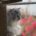 Eine graue Langhaarkatze blickt aus dem Fenster, während unscharfe pinke Blüten draußen den Hintergrund farbig auflockern.