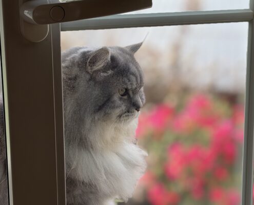 Eine graue Langhaarkatze blickt aus dem Fenster, während unscharfe pinke Blüten draußen den Hintergrund farbig auflockern.