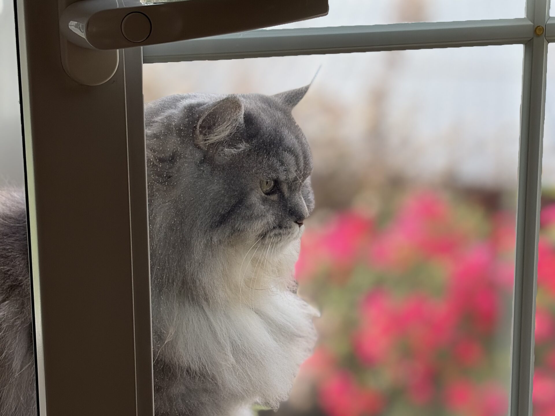 Eine graue Langhaarkatze blickt aus dem Fenster, während unscharfe pinke Blüten draußen den Hintergrund farbig auflockern.
