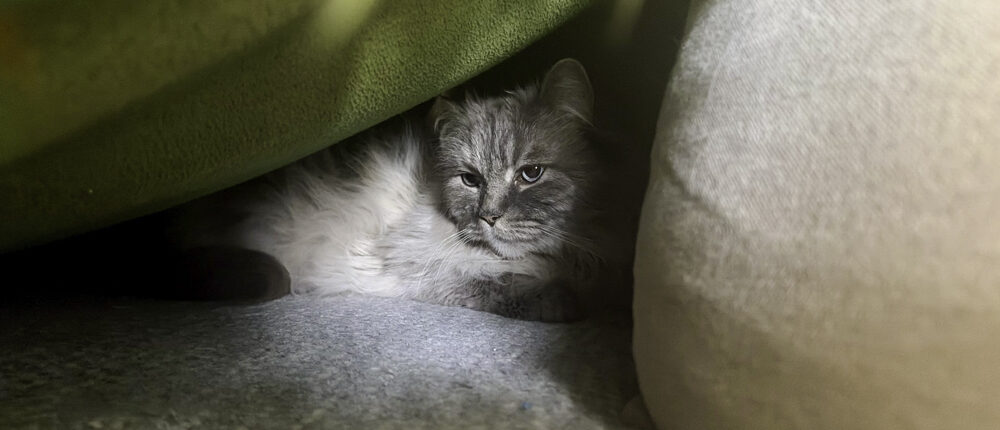 Wir leben in einer Welt voller Narren 1 Unser grauer Kater Socke liegt zwischen Kissen unter einer grünen Decke auf dem Sofa und blickt ruhig nach vorn.