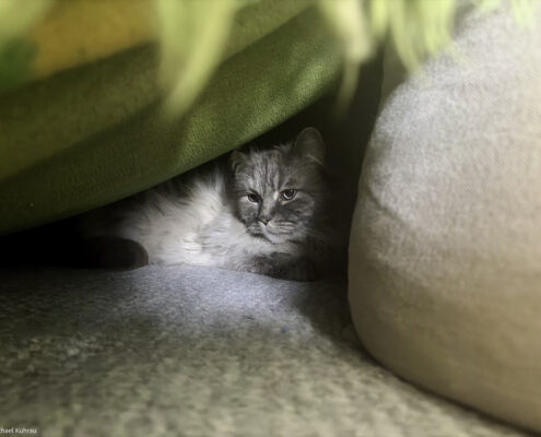 Wir leben in einer Welt voller Narren 1 Unser grauer Kater Socke liegt zwischen Kissen unter einer grünen Decke auf dem Sofa und blickt ruhig nach vorn.