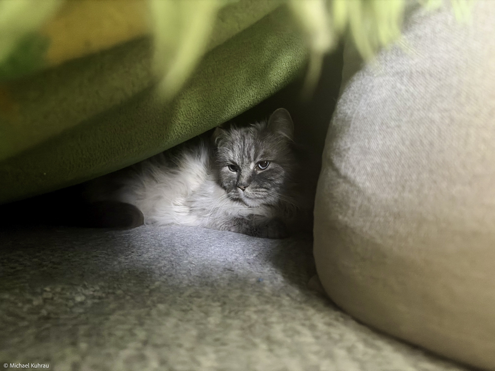 Wir leben in einer Welt voller Narren 1 Unser grauer Kater Socke liegt zwischen Kissen unter einer grünen Decke auf dem Sofa und blickt ruhig nach vorn.